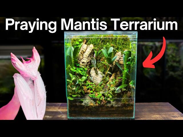 I Made a Terrarium For a STUNNING Praying Mantis, Here’s How!