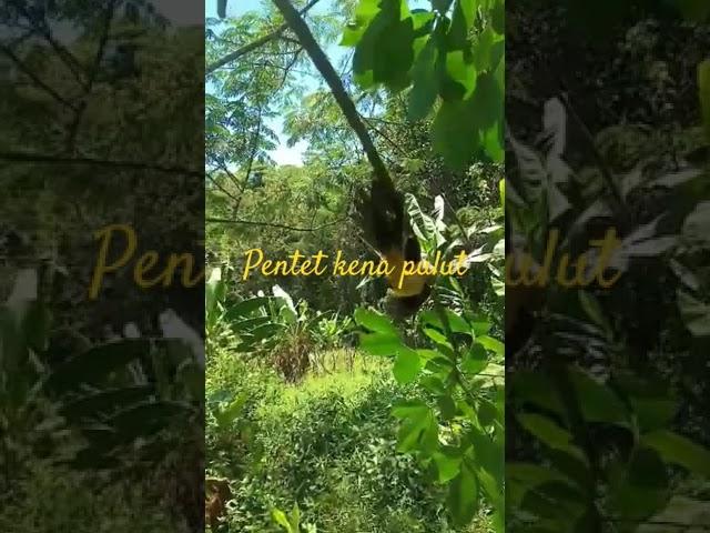 burung pentet kena pulut