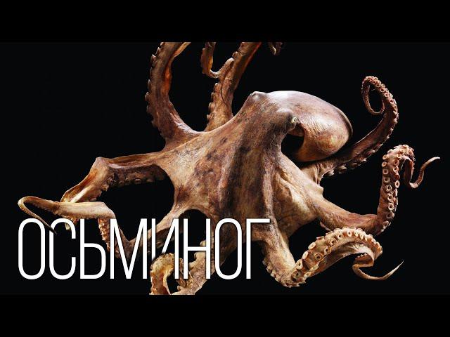 Octopus: Mimics and "sees" with his hands | Interesting facts about cephalopods