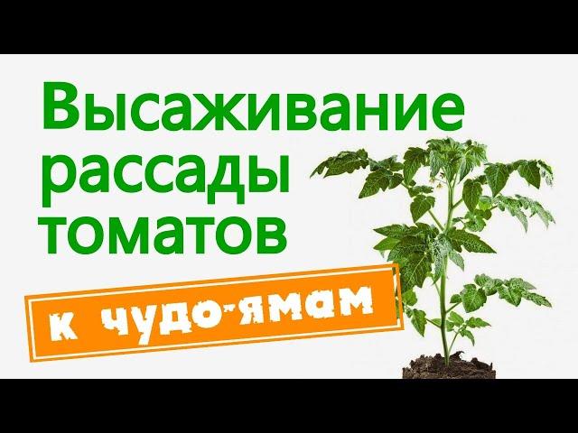 Высаживание рассады томатов к чудо ямам