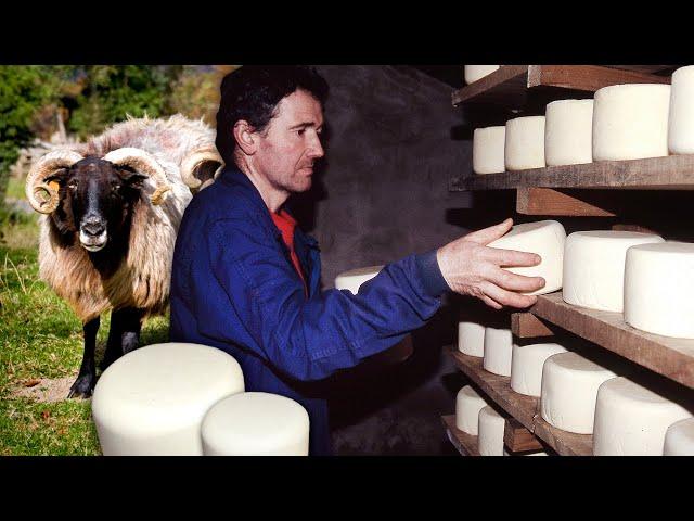 El QUESO PASTORIL. Elaboración artesanal con leche fresca de ovejas de raza lacha | Documental