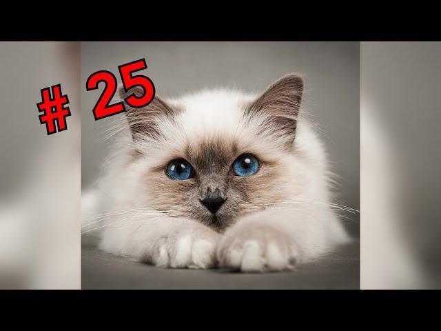 Говорящие коты! Лучшая подборка №25