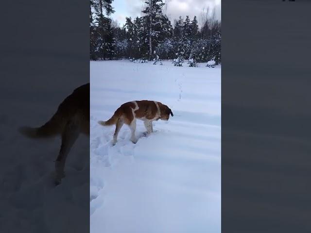 Ренат