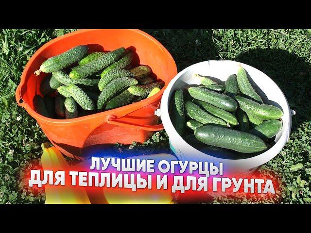 Лучшие огурцы для теплицы и для грунта
