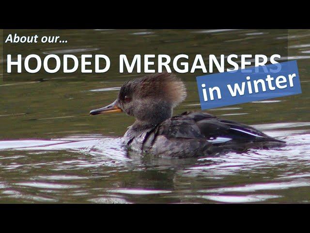 HOODED MERGANSERS in Winter, Lophodytes cucullatus - identification, facts in Coto de Caza, SoCal