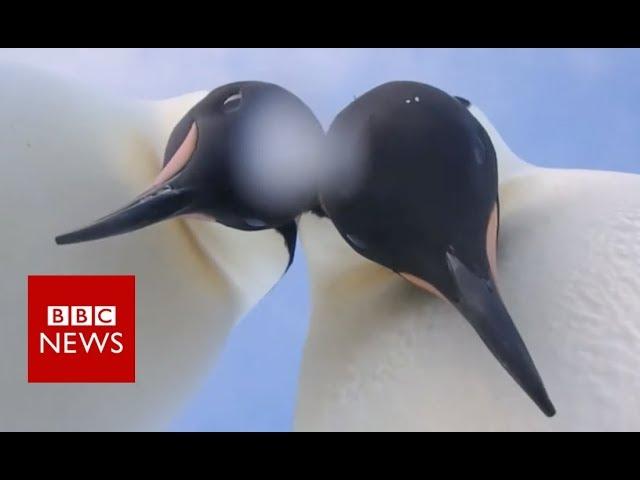 Penguins pose for a selfie - BBC News