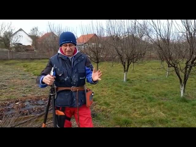 Știi ce tăieri să faci după ce ai plantat un pom? Exemplificare la păr și cireș