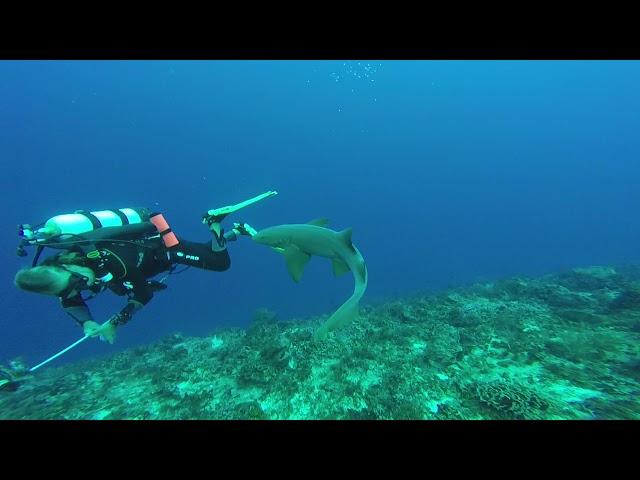 Cozumel Nurse Sharks are Beautiful!