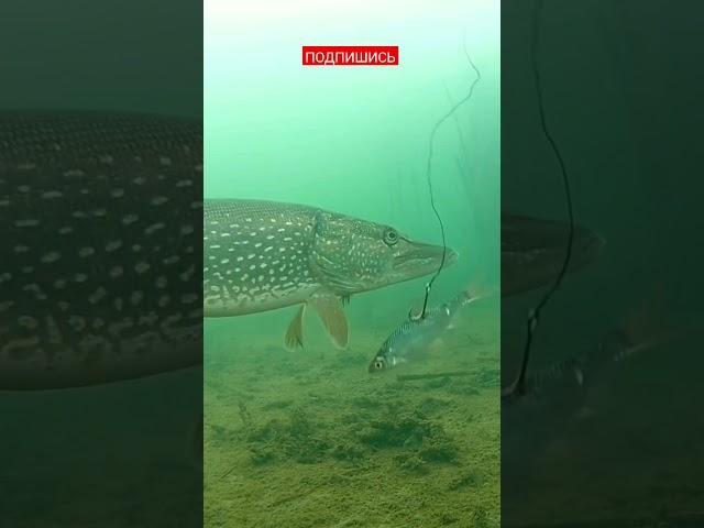 РЕАКЦИЯ ЩУКИ НА ЖИВЦА#fishing #shorts #лëд #рыбалка2023 #щука #жерлицы2022 #подводнаясъёмка #рыба