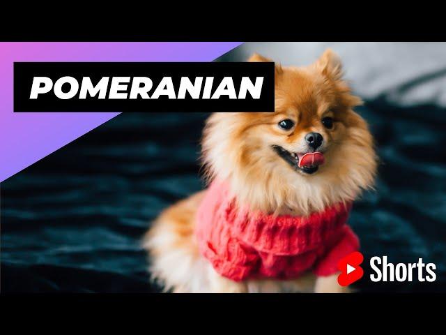 Pomeranian  One Of The Smallest Dog Breeds In The World #shorts #pomeranian #smalldog