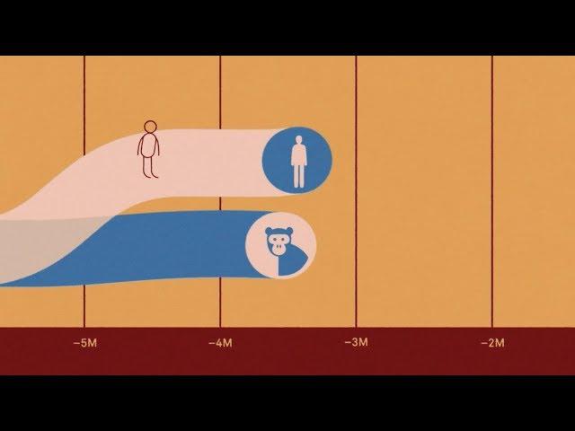 Why are humans so different from other animals?