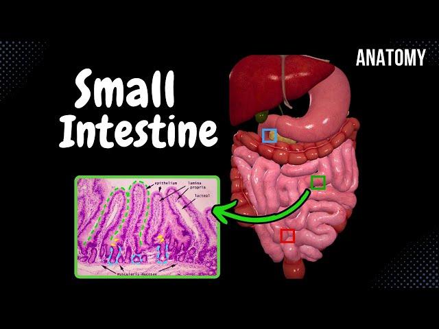 Small Intestine Anatomy (Parts, Topography, Structures, Layers)