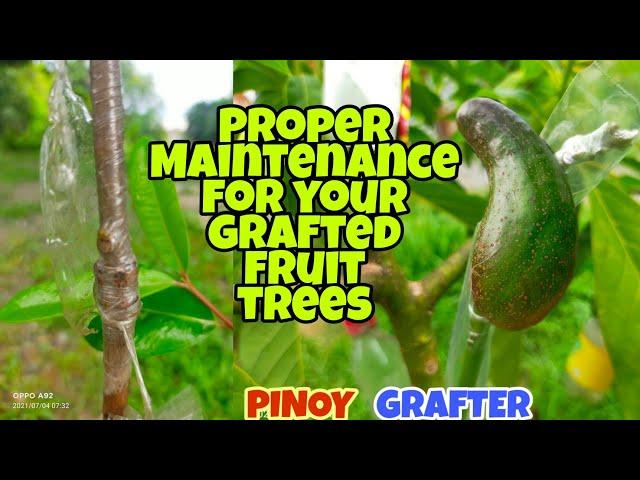 PROPER CARE FOR YOUR GRAFTED FRUIT TREES