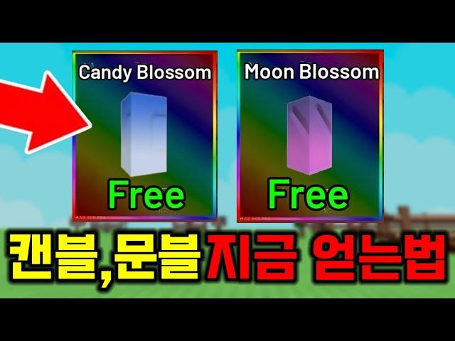 지금 나온 캔디블라썸 문블라썸 무료로 얻는법 [그로우 어 가든]