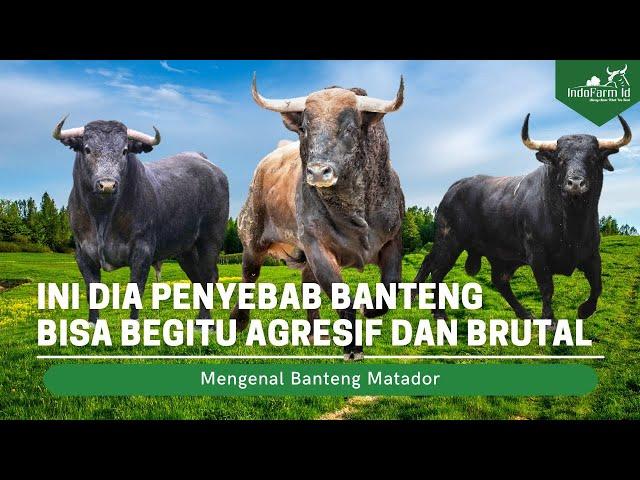 BANTENG GALAK SEKALI! Penyebab Banteng Spanyol Sangat Galak dan Agresif