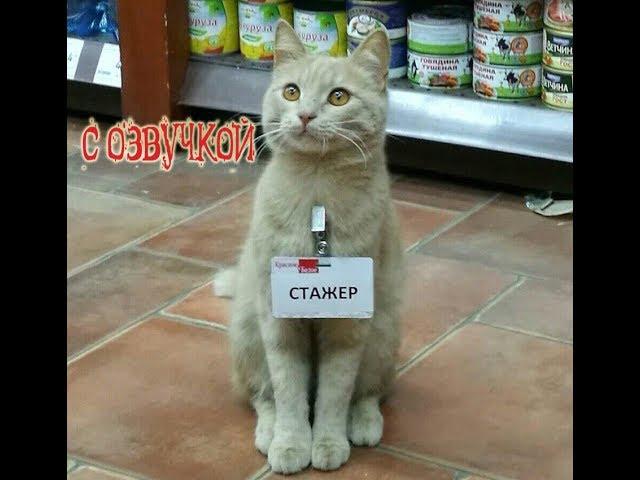 Приколы про котов с ОЗВУЧКОЙ - СМЕШНЫЕ коты и кошки 2018 – от Domi Show