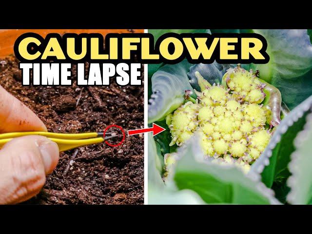Growing Cauliflower Time Lapse - Seed To Flower (130 Days)
