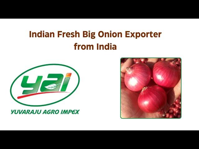 Indian Export quality Big Onion - Yuvaraju Agro Impex