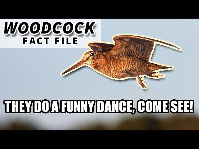 Woodcock Facts: the BIRD with the FUNNY WALK | Animal Fact Files