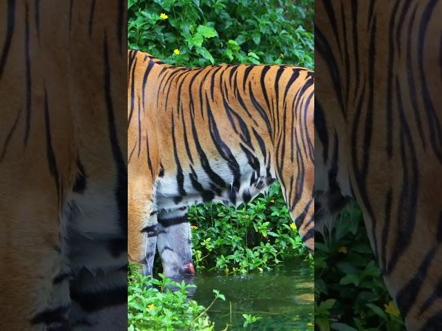 Wildlife Expert Reveals TIGERS as Nature's Most FLAWLESS Predators! #wildlife #tigers #wildwonder