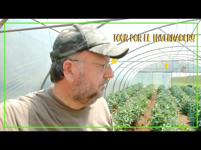 Tour por el Invernadero Mayo 2021 || Cultivo de tomates #tuhuertofacil