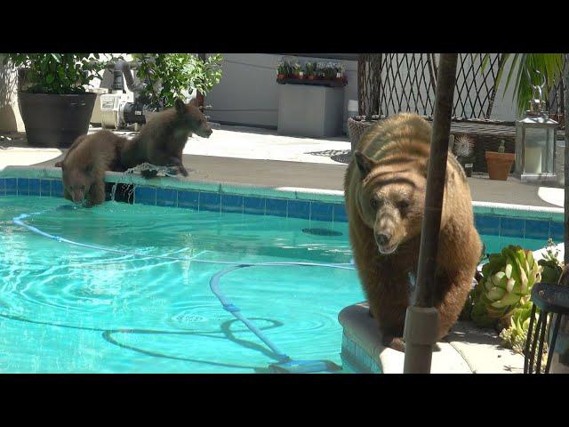 Mama Bear, 2 Cubs Swim in Pool and Play with Shoes - (Arcadia, CA)