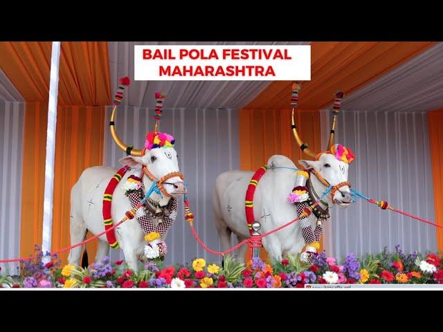 Bail Pola Festival Celebration in Maharashtra