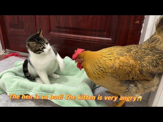 Hens are so bad!  The hen wants to sleep with the kitten.  Kitten is angry Cute and interesting