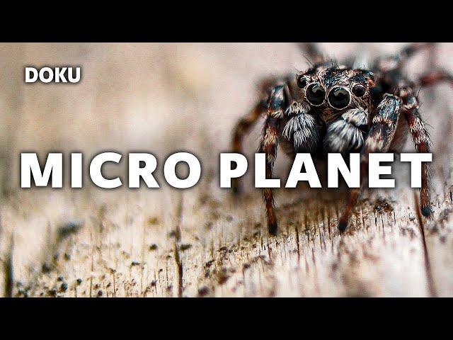 Micro Planet (Ganze Dokumentation auf Deutsch | Komplette Tierdoku in HD auf Deutsch)