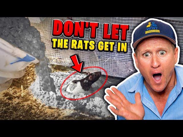 Two SNEAKY ways Rats get in your home!