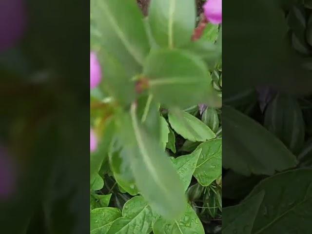#indiansong #flowers #viralshorts #tech sujit #nature #youtubeshorts