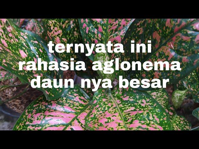 TERNYATA INI RAHASIA ...! AGLONEMA DAUN NYA BESAR BESAR