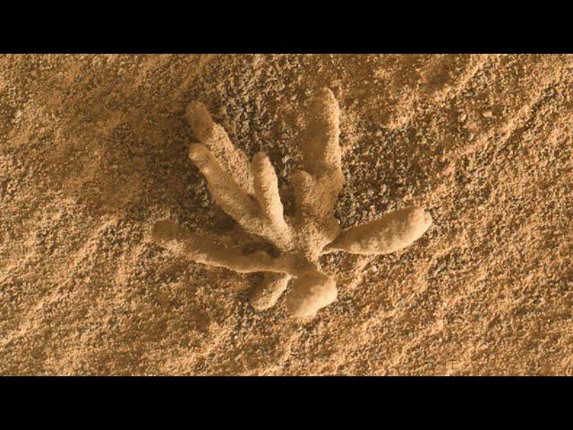 Did NASA’s Mars Curiosity Rover Spot a Martian Flower?