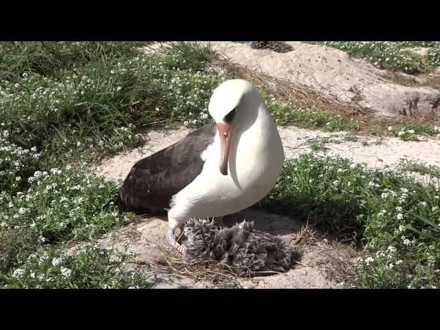 oldest Laysan albatross Wisdom J Klavitter USFWS Feb 19 2013