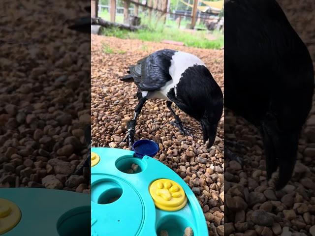 Crow Does A Puzzle