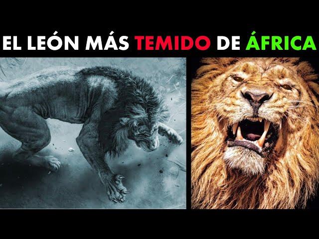 León - SEKEKAMA, EL LEÓN MÁS FUERTE DE ÁFRICA (HISTORIA COMPLETA)