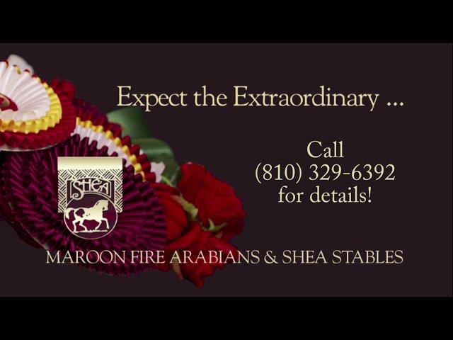 2019 Black Half-Arabian Gelding EBONY HEIR (Afires Heir x Ritida)