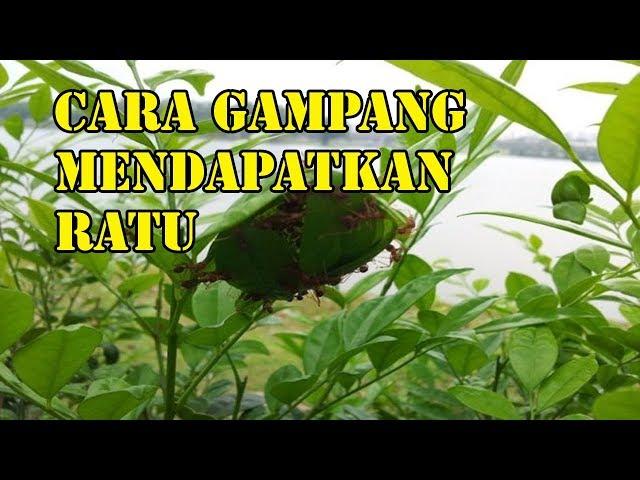 Ternak Kroto | Cara Mudah Mendapatkan Ratu Semut Rangrang