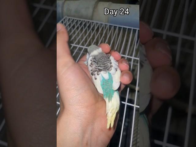 Day 1 To Day 30 | Budgie Growth Stages