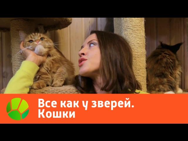 Все как у зверей. Кошки | Живая Планета