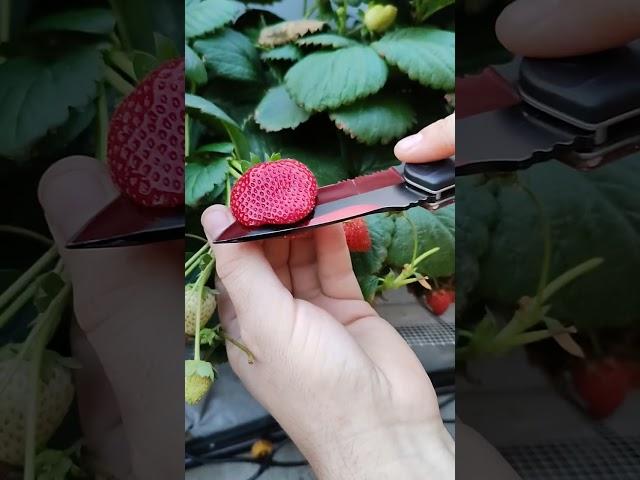 The Best Strawberry #plants #growing #gardening