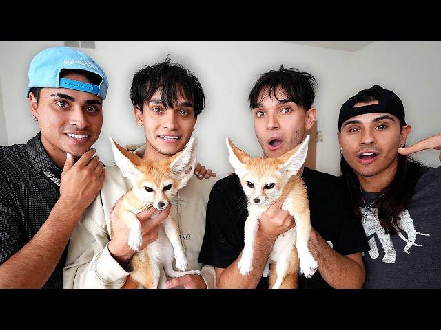 SURPRISING OUR TWIN BROTHERS WITH TWIN BABY FOXES!