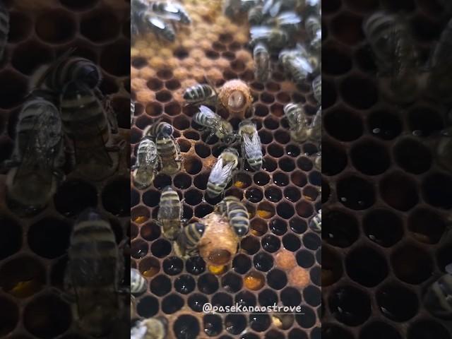 Маточное молочкоПольза для укрепление силымужчин