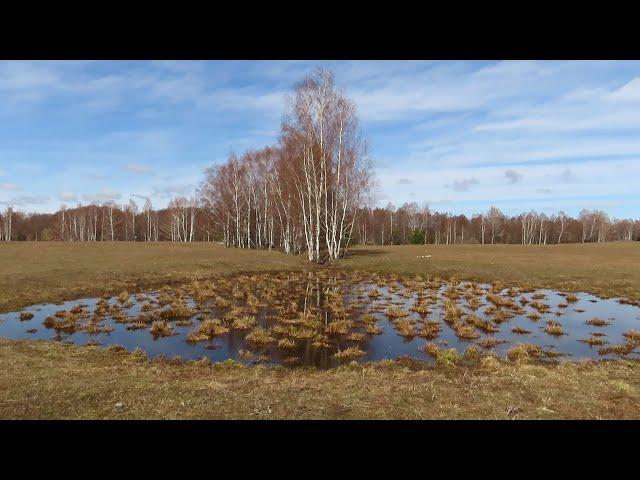 Лесная речка.Весеннее половодье.