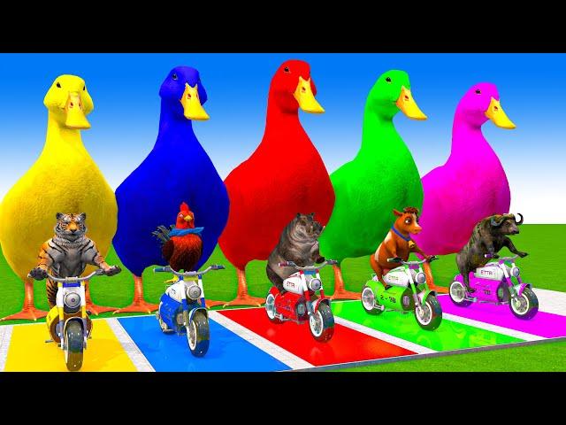 5 Giant Duck Cartoon,Cow,Elephant,Tiger,Lion,Dinosaur,Paint Wild Animals Crossing Fountain Animation