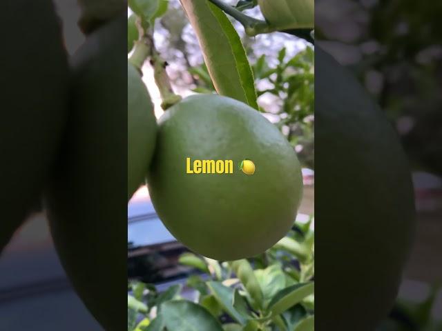 #lemon 