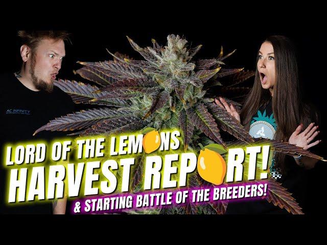 Harvest Report! Lemon  Strains & Battle Of The Breeders Starting Soon!