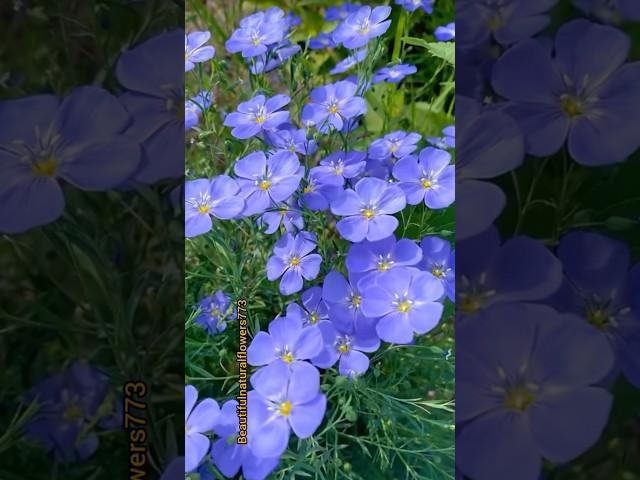 flowers #beautifulflowers #nature #flower #shorts