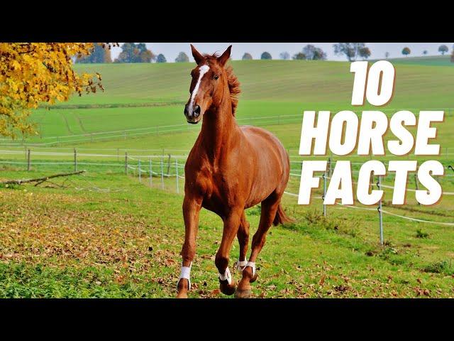 Horse Facts For Kids | Horse Facts | Facts About Horses | Horses For Kids |