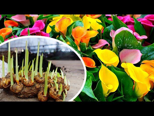 How to SUCCESSFULLY Plant Calla Lilies - Activate Bulbs 